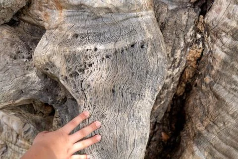 Child Touching Oak Cross Section Stock Photos