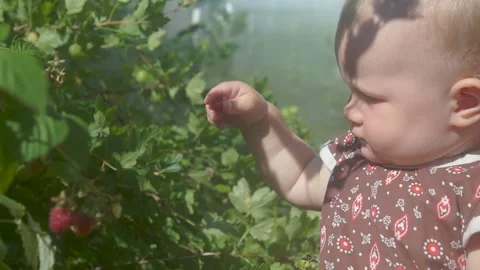 Child tries raspberry in the garden Vídeos de archivo 157399736