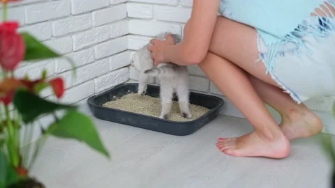The child is trying to accustom the kitten to the tray. Stock Footage 201719276