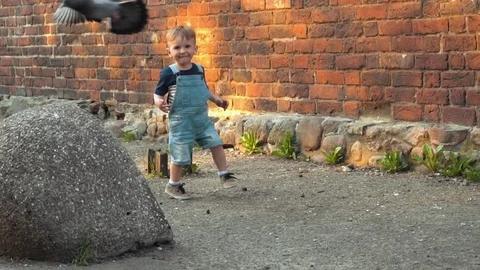 Child trying to catch pigeon Stock Footage 79926972