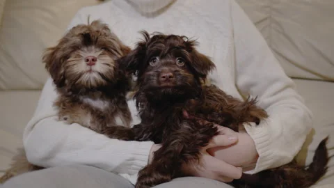 A child with two puppies rests on the couch. In the frame you can see only the Stock Footage 246753379