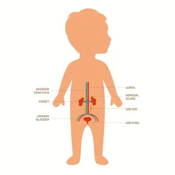Child urinary system anatomy Stock Illustration