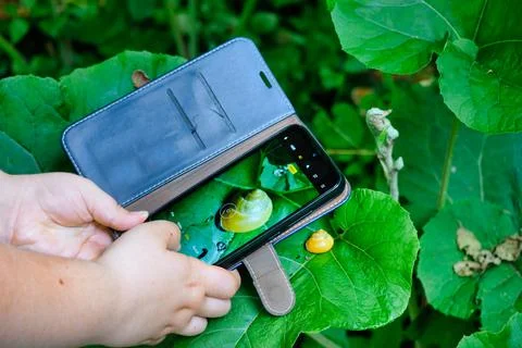 Child using mobile for taking picture of snail in nature Stock Photos