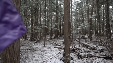 Child waking through forest in slow motion Stock Footage 88009407