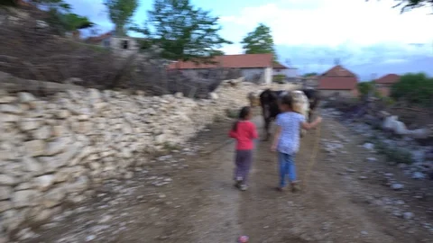 Child Walking After Cows, Shepherd Girl With Cattle On Field, Summer Vidéo 97088054