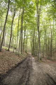 Child walking alone on forest path exploring nature Stock Photos
