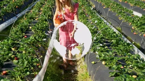 Child walking strawberry farm, pausing, picking berries while globe overlay Video stock 333425978