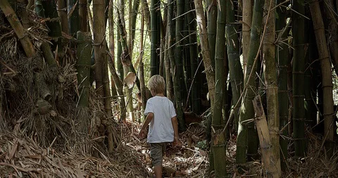 Child walking through a bamboo forest, st john, Virgin islands Video stock 93595398