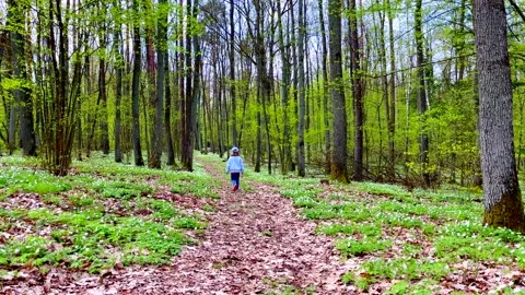 Child walking through forest path. Spring forest in Poland. Stock Footage 240698407