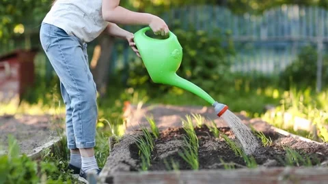 Child waters onion on bed in kitchen garden from watering can. 動画素材 150946460