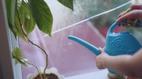 A child waters plants, the process of watering plants Stock Footage 240877322