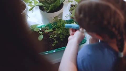 A child waters plants, the process of watering plants Stock Footage 240877336