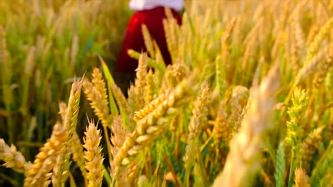 Child in wheat field concept for Ukraine independence day. Selective focus. Stock Footage