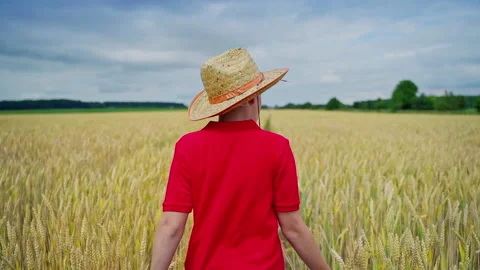 Child in wheat field Stock Footage 135986020
