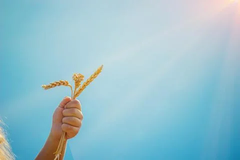 Child in a wheat field. selective focus. Stock Photos