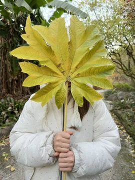 A child in white jacket holds a large leaf Stock Photos