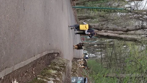 A child who throws the stick of his dogs in a park Stock Footage 181550757