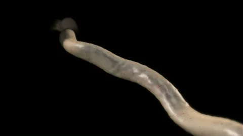 Childbirth Stock-Footage 29774275