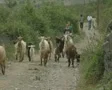 Children and goats walking down country path SD Footage