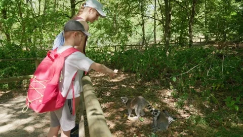 Children are Feeding the Lemurs Stock-Footage 344423951