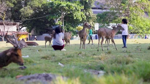 Children are having fun playing with deer in the field Stock Footage 336256633
