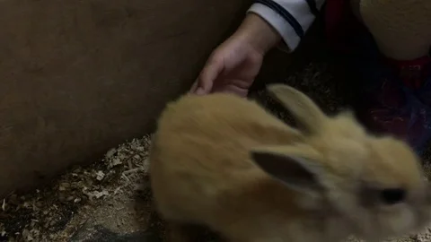 Children are petting the rabbit Stock Footage 77628661