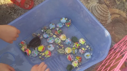 The children are playing with a turtle Video stock 96049269