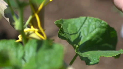Children binds plants with hands and strings Stock Footage 147729266