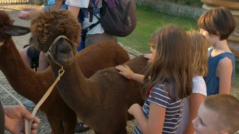 Children caressing the soft brown mantle of alpaca puppies. Pet therapy concept. 库存影片 135993776