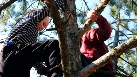 Children climb a tree, Play on a tree in the forest Stock Footage 104042777