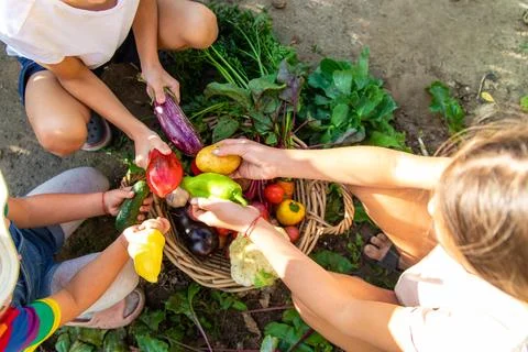 Children collect vegetables in the plot. Selective focus Fotos Stock