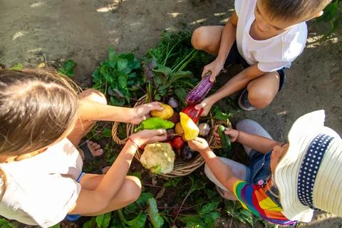 Children collect vegetables in the plot. Selective focus Stock Photos