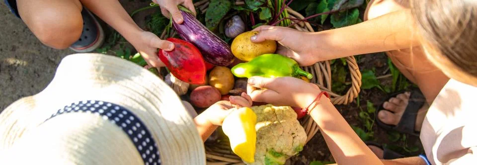 Children collect vegetables in the plot. Selective focus Stock Photos