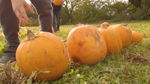Children collecting pumpkins Stock Footage 164623417