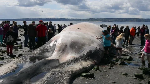 Children in a crowd view dead beached whale Stock Footage 62841379