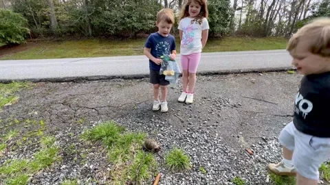 Children discover box turtle on hike Stock Footage 309113929