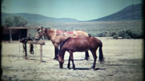 Children enjoy life on the ranch with horses 1950s vintage film home movie 605 Stock Footage