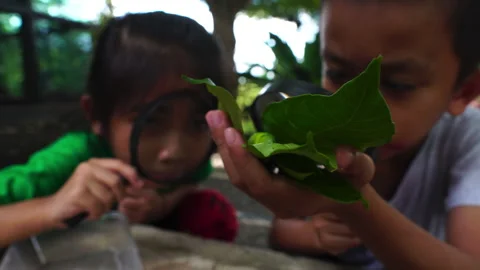 Children explore nature with magnifier Stock Footage 252520579