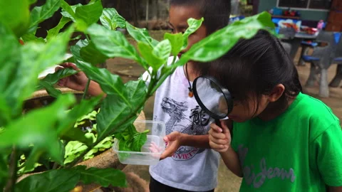 Children explore nature with magnifier Stock Footage 252520802