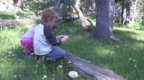 Children exploring forest floor Stock Footage 25592610