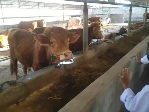 The Children on the farm during lesson time Stock Footage 207749598