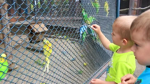 Children feed the Budgerigars Stock Footage 50150715