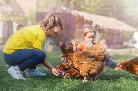 Children feed chickens Stock Photos