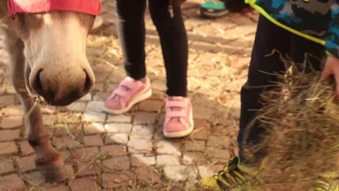 Children feed donkey Vidéo 82207254