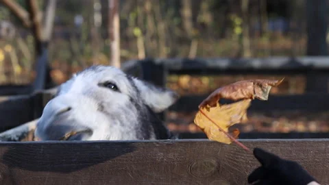 Children feed a donkey in a pen with maple leaves Stock Footage 220606453