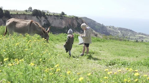Children feed donkeys in the field Stock Footage 106396857