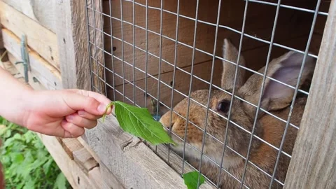 Children feed a rabbit sitting in a cage with grass through a grate. Vídeos de archivo 156790425