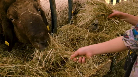 Children feed the sheep on the farm. Selective focus. Stock Footage 229791433