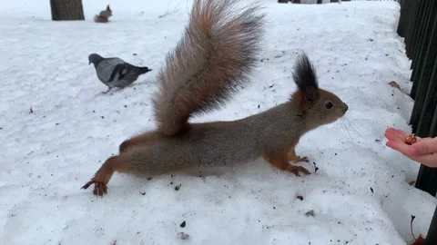Children feed the squirrel from their hands in winter Stock Footage 149787021
