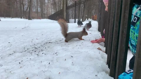 Children feed the squirrel from their hands in winter Stock Footage 149787057